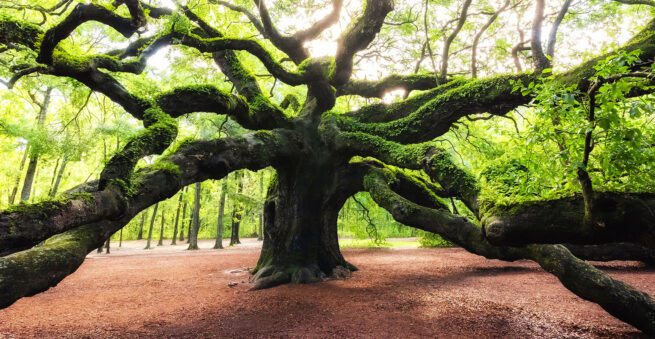 A large tree deep in an empty forest with many branches sprouting from it going in many different directions. Comment end